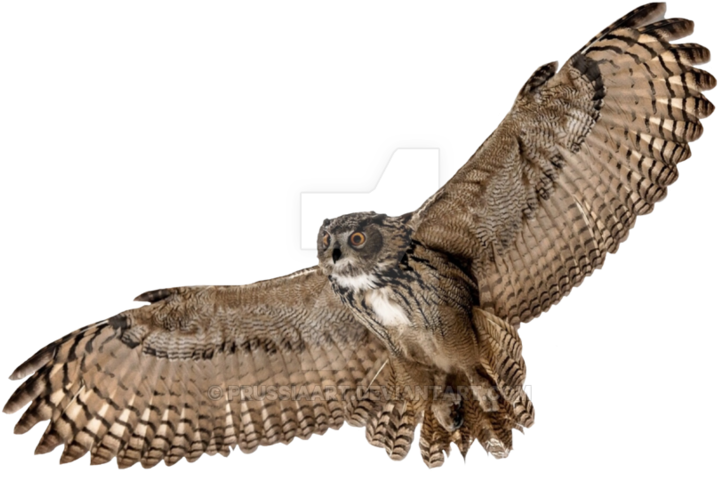 Majestic_ Owl_ In_ Flight.png PNG Image