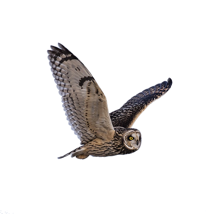 Majestic Owl In Flight.png PNG Image