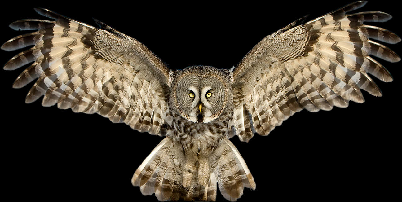 Majestic Owl In Flight PNG Image