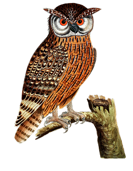 Majestic Owl Perchedon Branch PNG Image