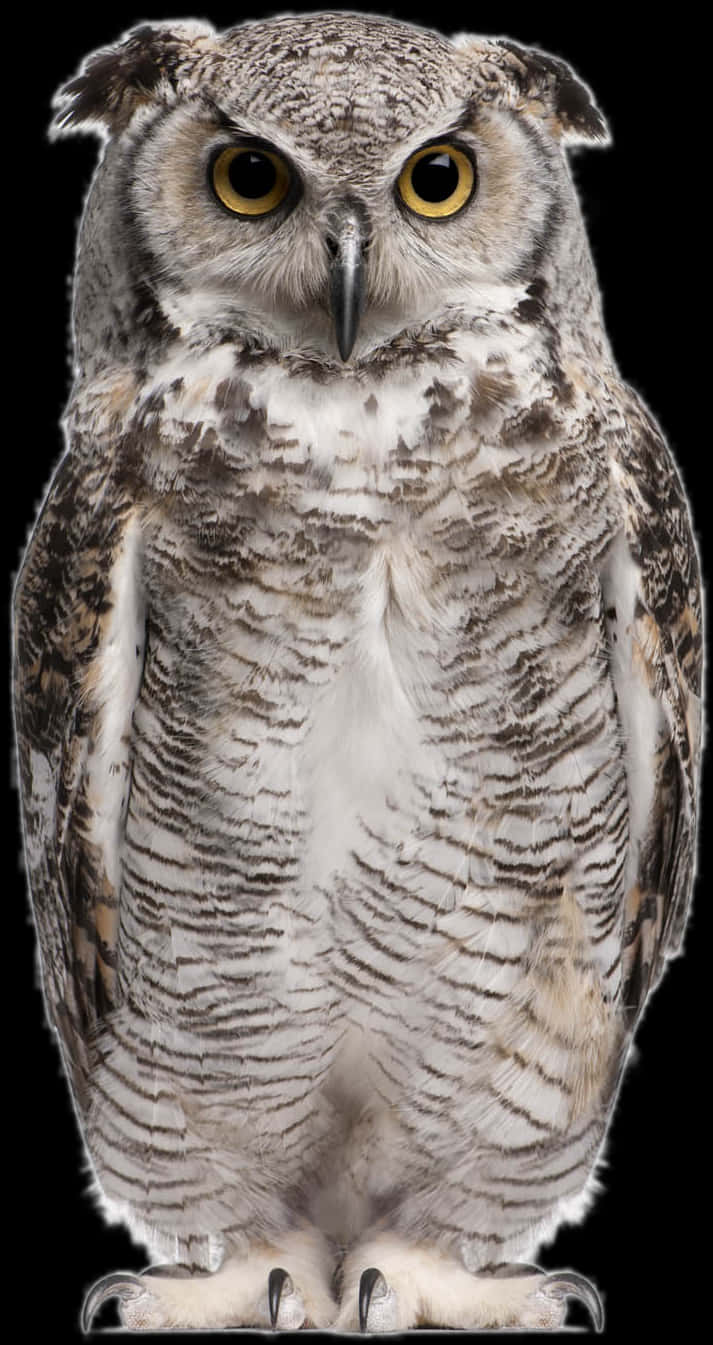 Majestic Owl Portrait PNG Image