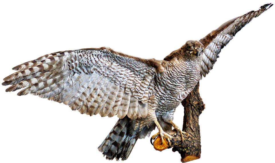 Majestic Owl Spreading Wings PNG Image