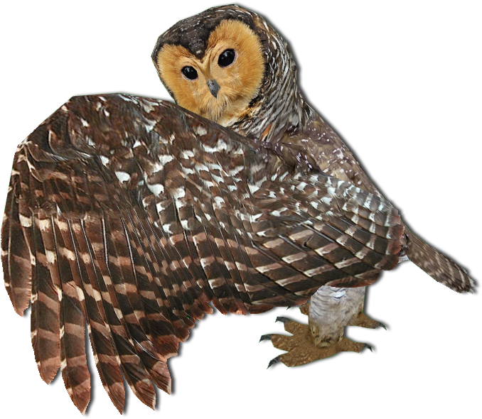 Majestic Owlin Flight PNG Image