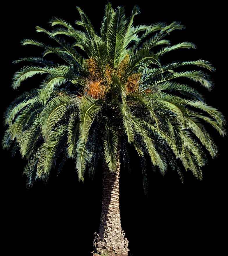 Majestic Palm Tree Against Night Sky PNG Image