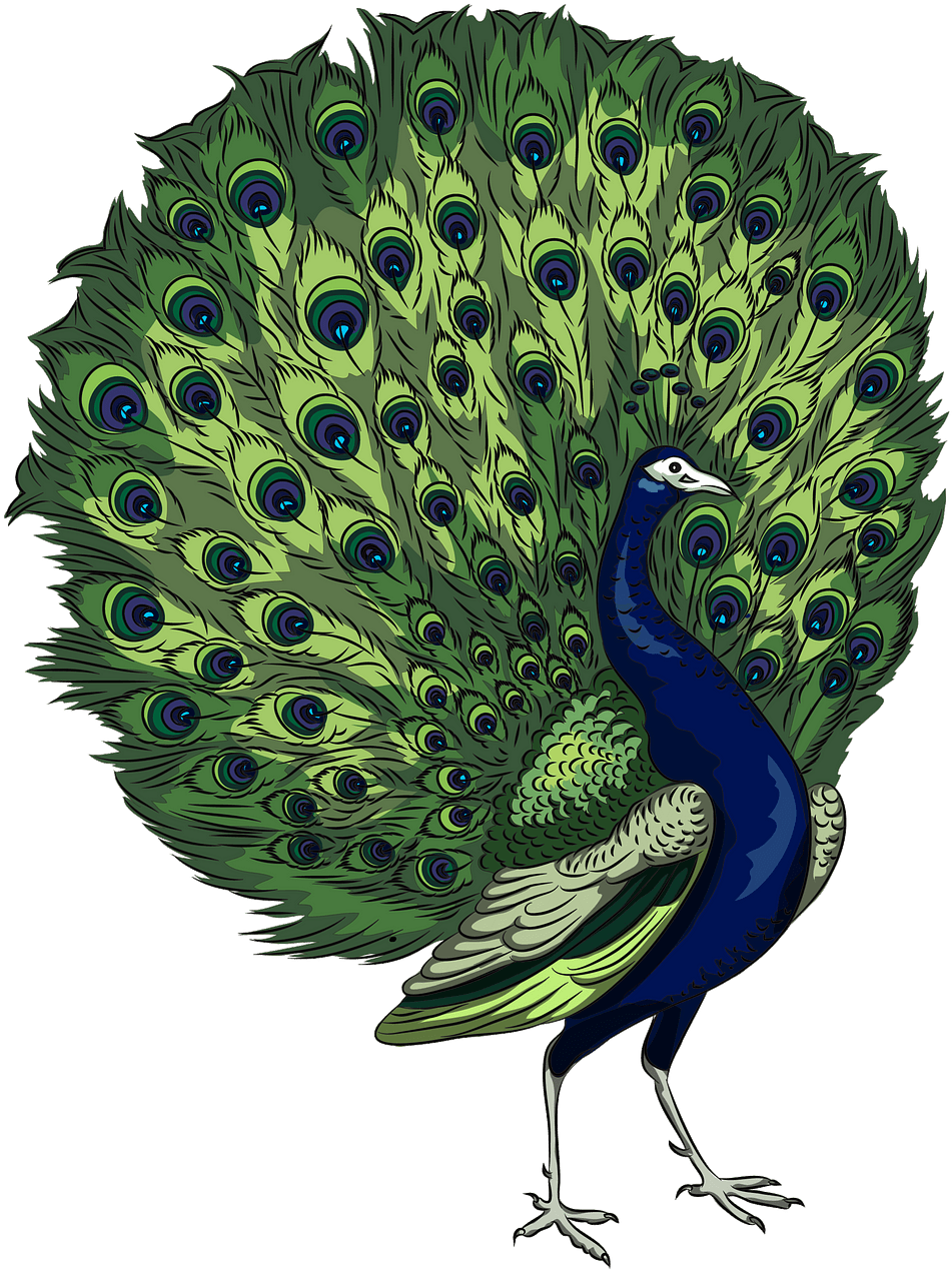 Majestic Peacock Display PNG Image