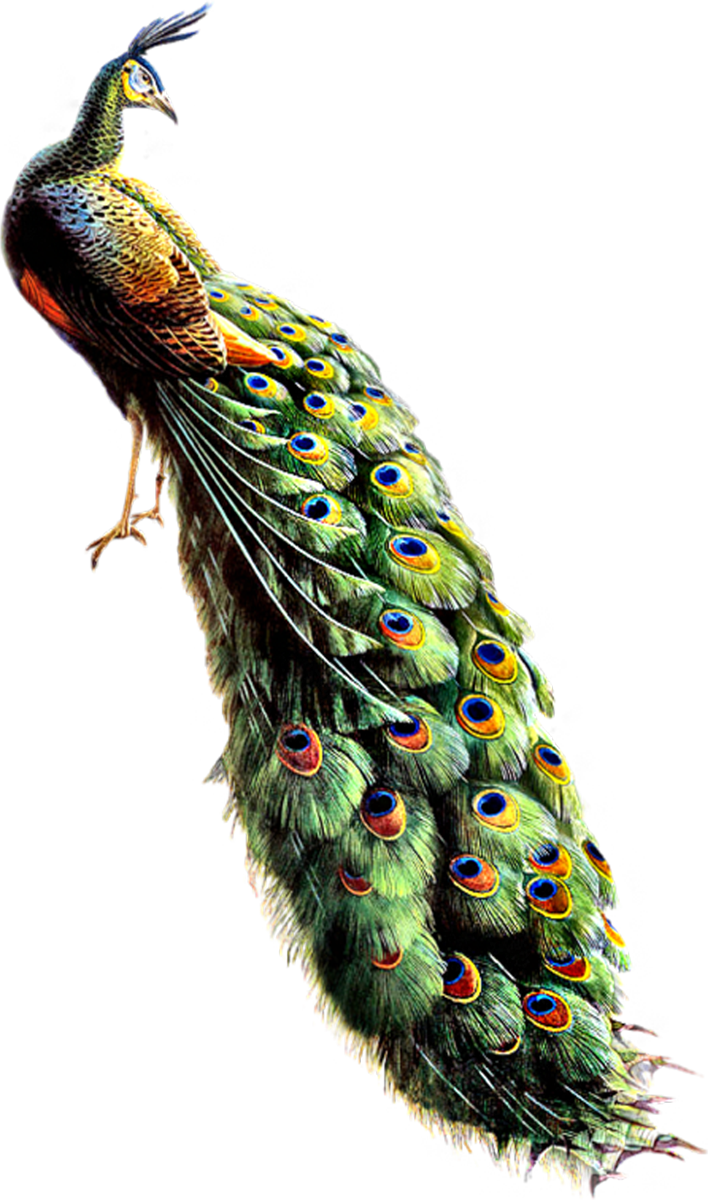 Majestic Peacock Display PNG Image