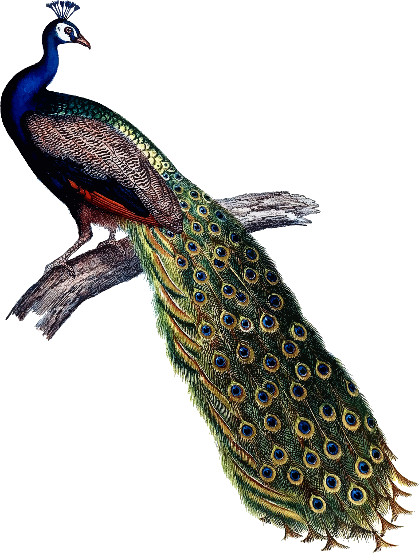 Majestic Peacockon Branch PNG Image