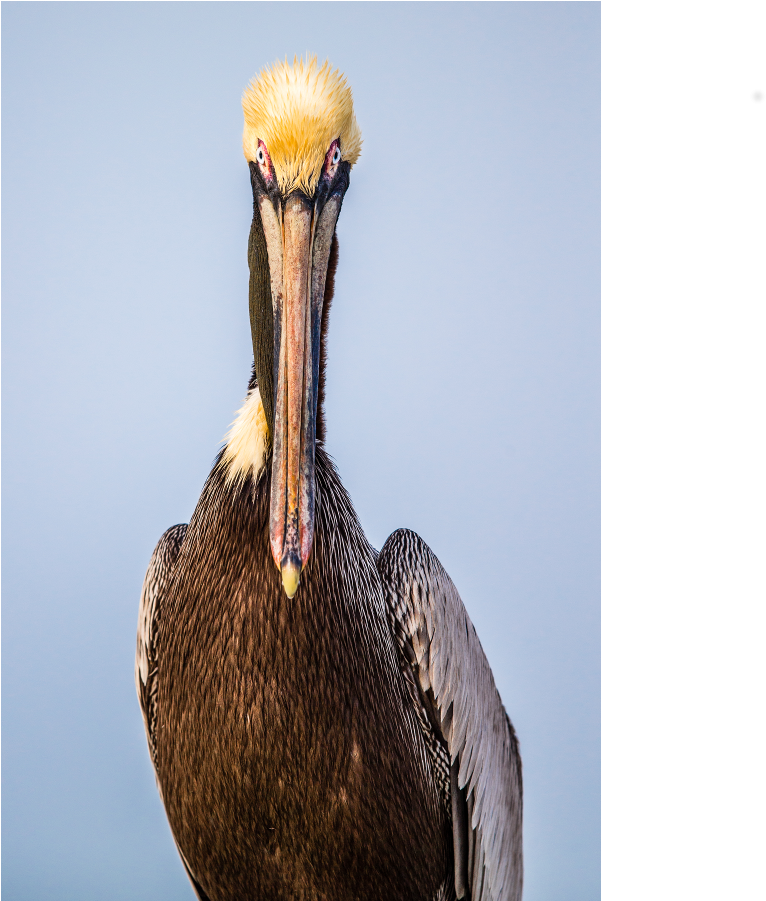 Majestic Pelican Portrait PNG Image