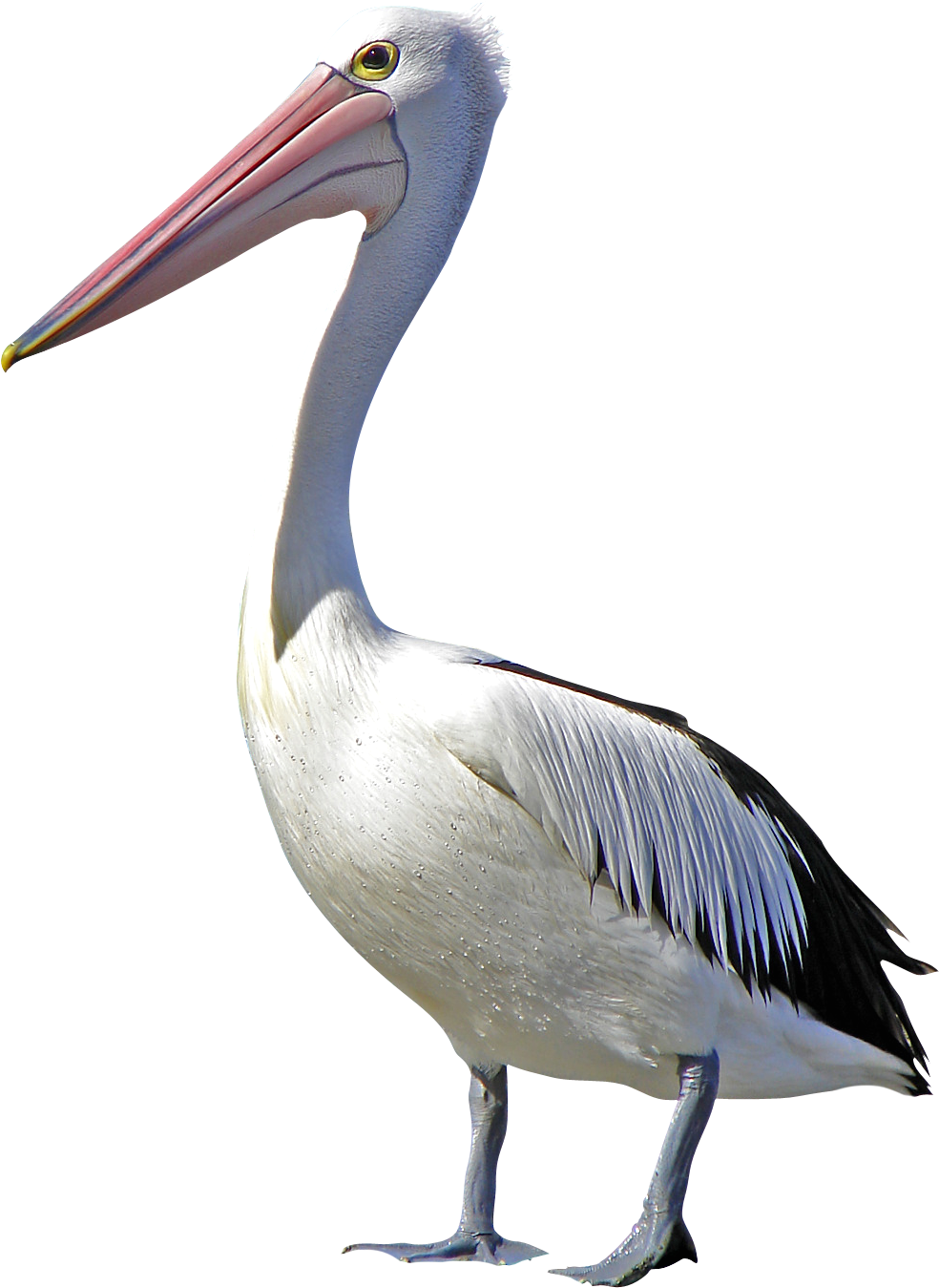 Majestic Pelican Profile PNG Image