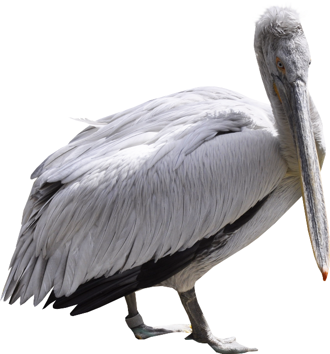 Majestic Pelican Profile PNG Image