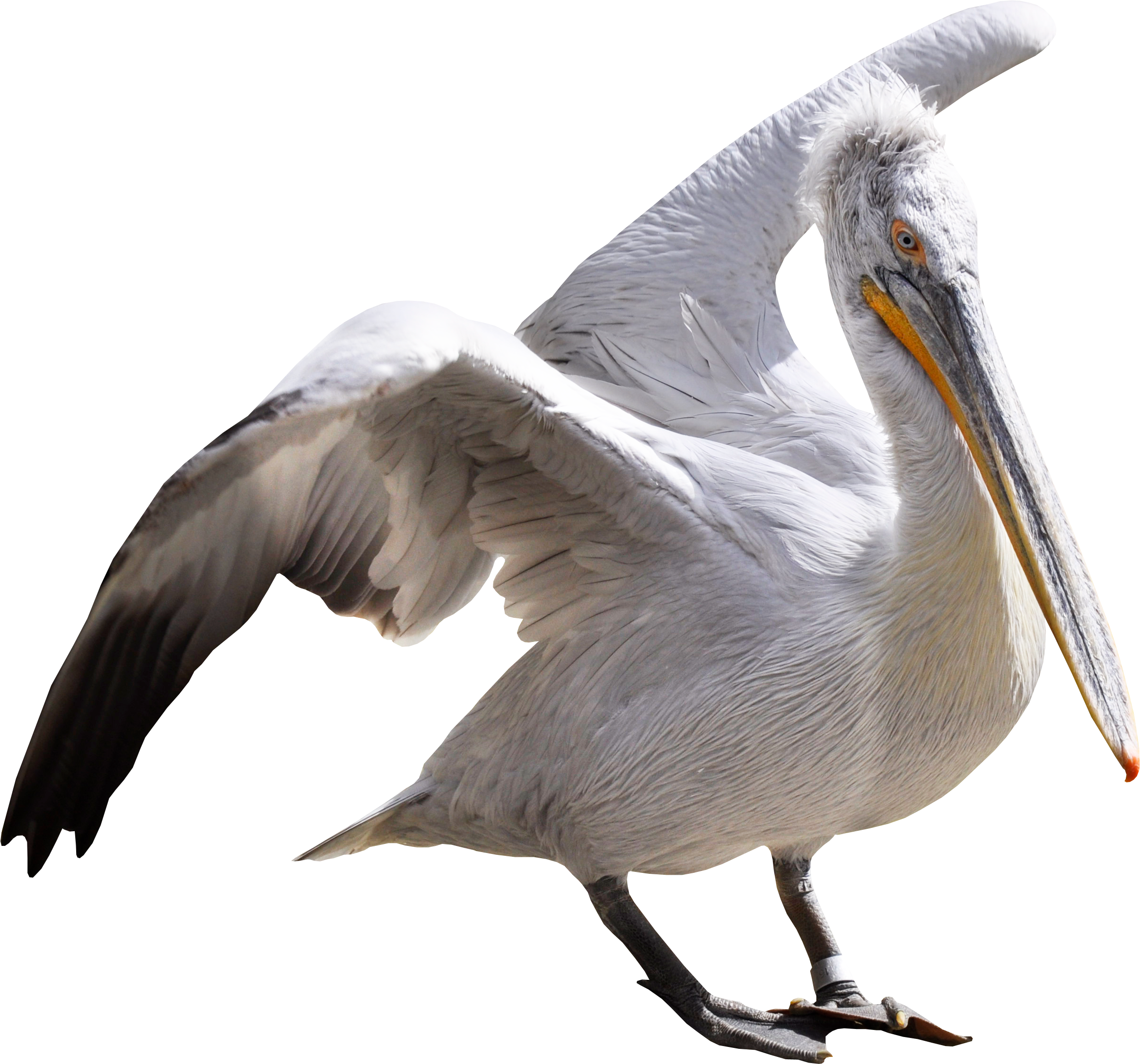 Majestic Pelican Spread Wings PNG Image