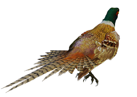 Majestic Pheasantin Profile PNG Image