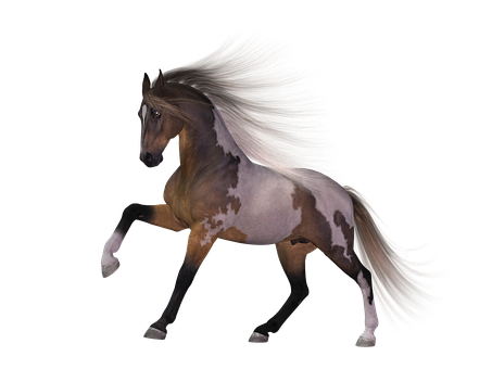 Majestic Piebald Horsein Motion PNG Image