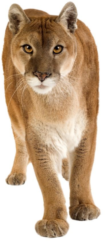 Majestic Puma Standing Transparent Background PNG Image