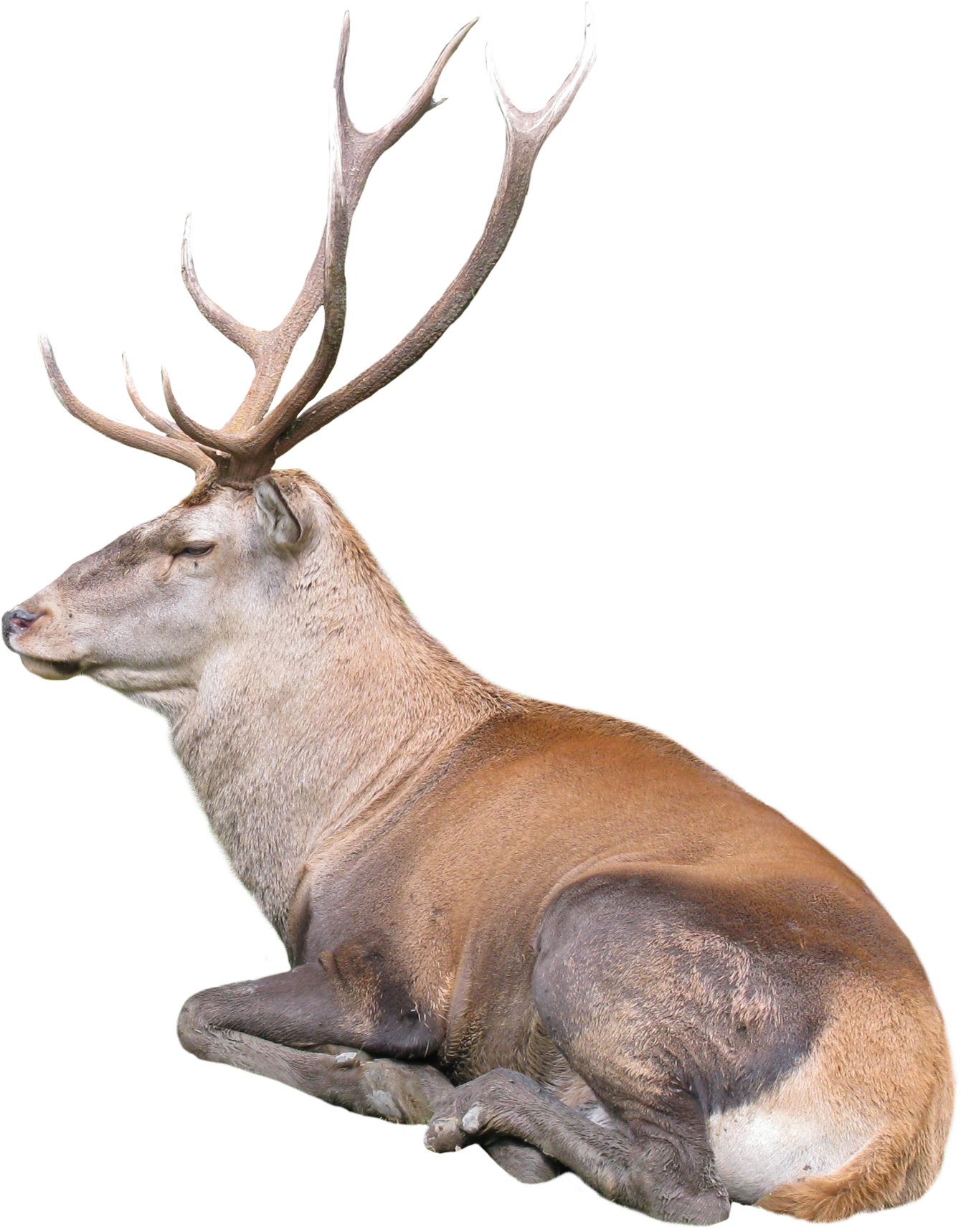 Majestic Reindeer Resting PNG Image