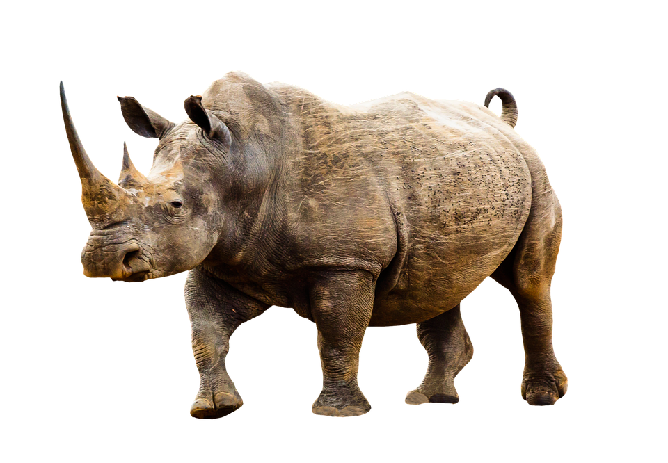 Majestic Rhino Isolated PNG Image