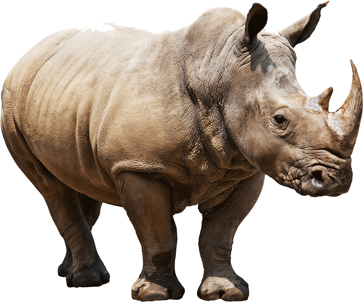 Majestic Rhino Isolated.png PNG Image