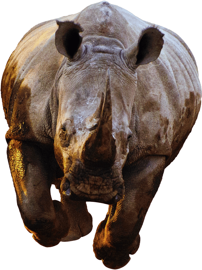 Majestic Rhino Portrait PNG Image