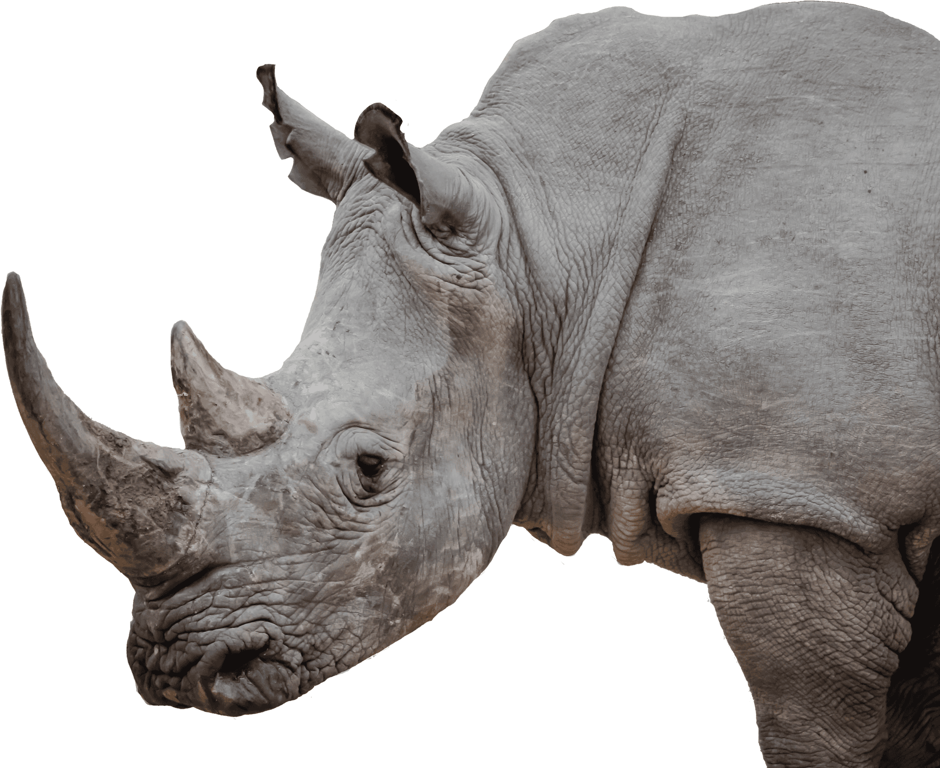 Majestic Rhino Profile PNG Image