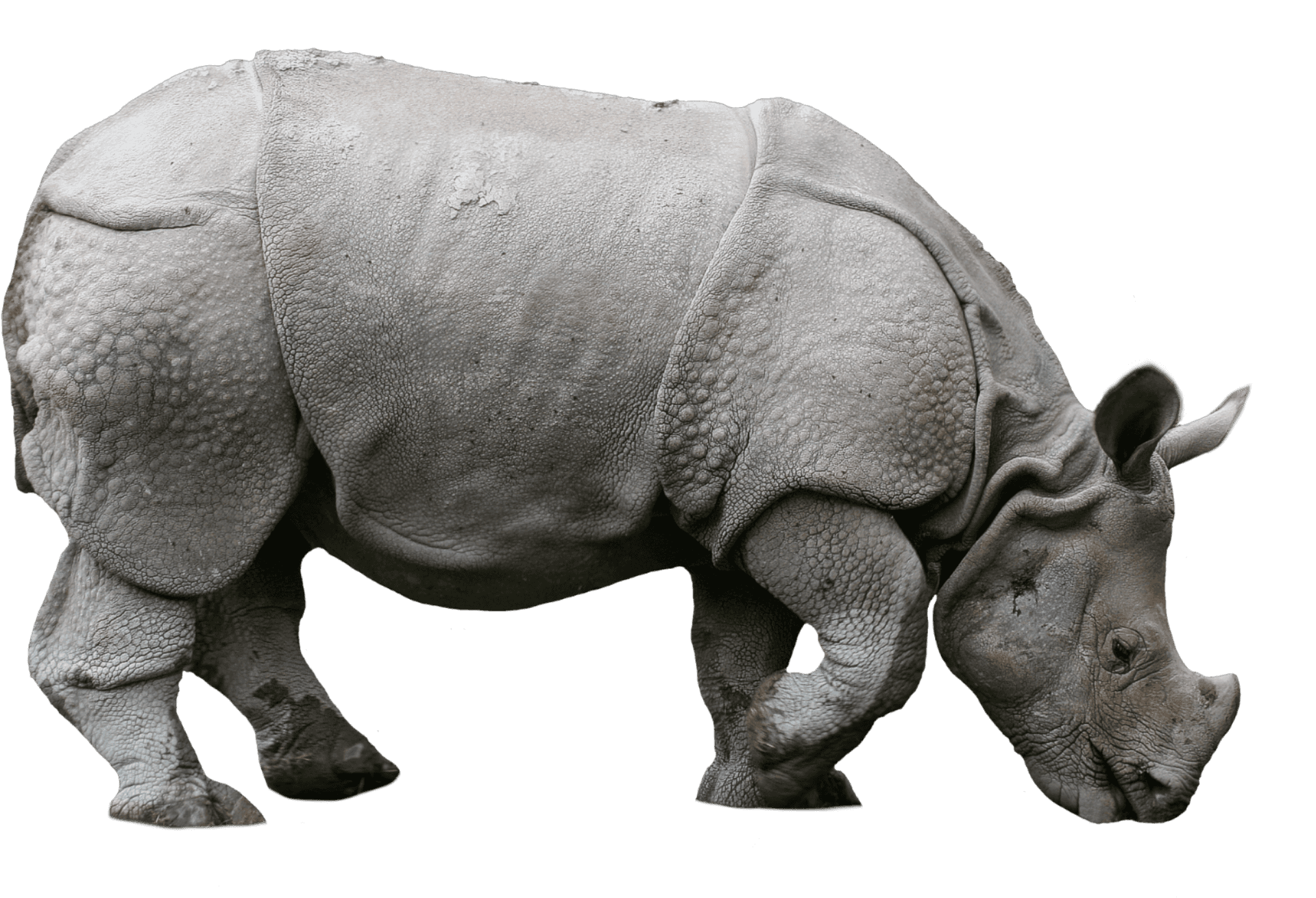 Majestic Rhino Profile PNG Image