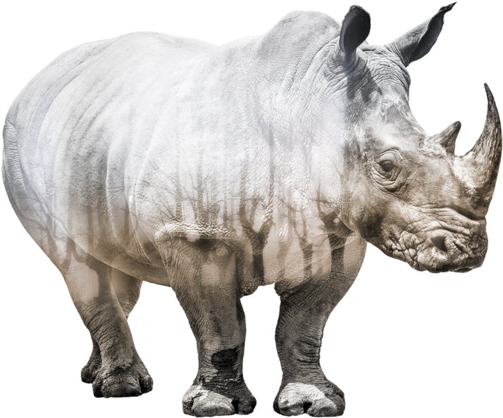 Majestic Rhinoceros Standing PNG Image