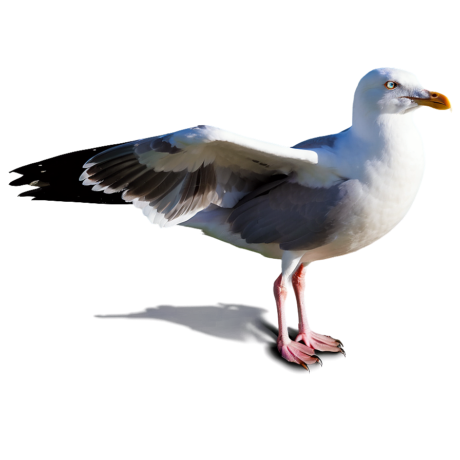 Majestic Seagull Png Kec PNG Image