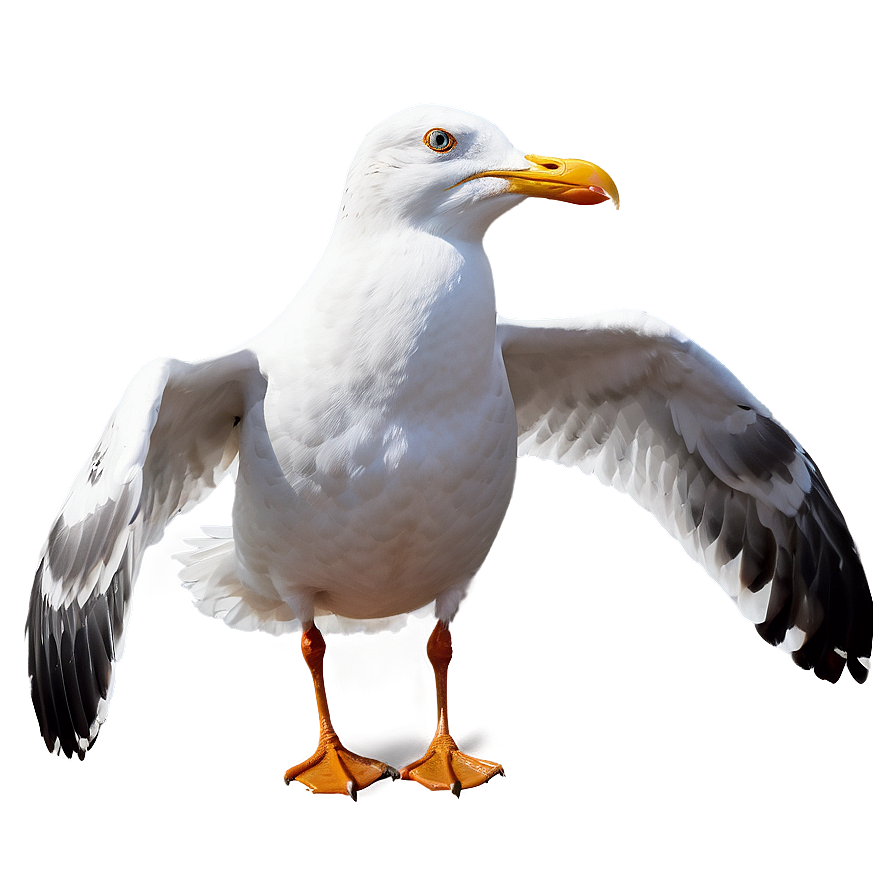 Majestic Seagull Png Xuf73 PNG Image