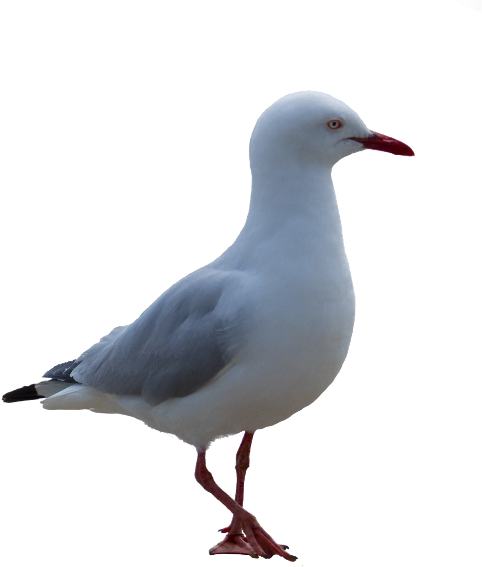 Majestic Seagull Standing PNG Image