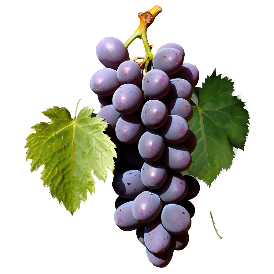 Majestic Single Grape Png 06292024 PNG Image