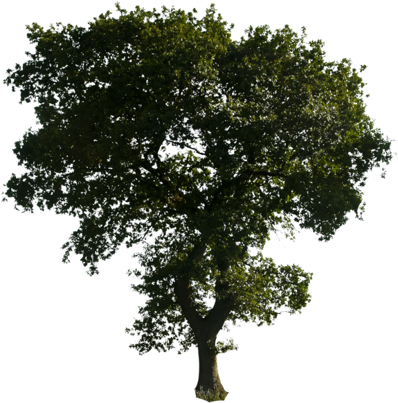 Majestic Solo Tree Clear Sky PNG Image