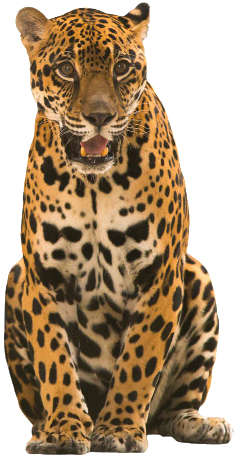 Majestic Spotted Jaguar Sitting PNG Image