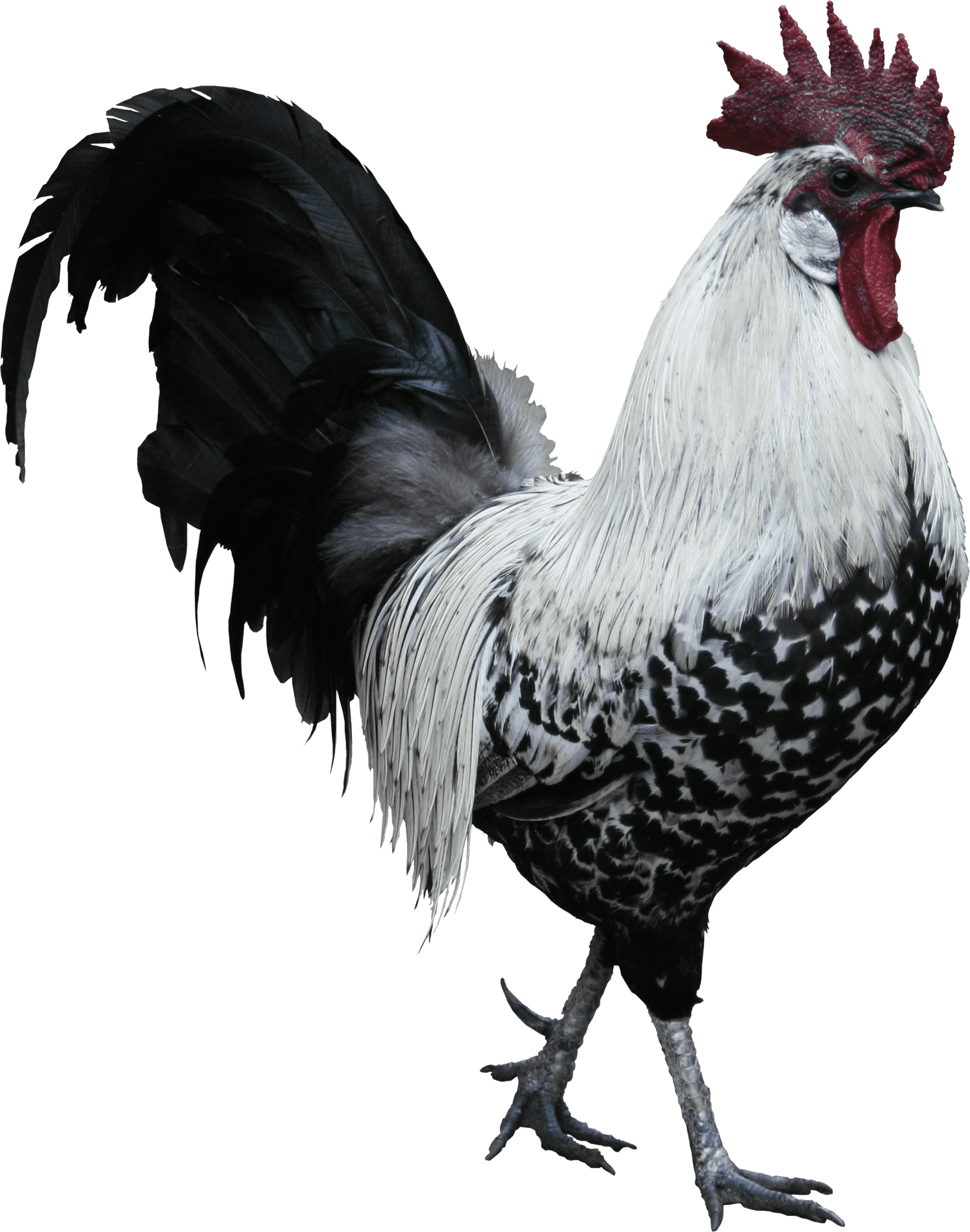 Majestic Spotted Rooster.png PNG Image