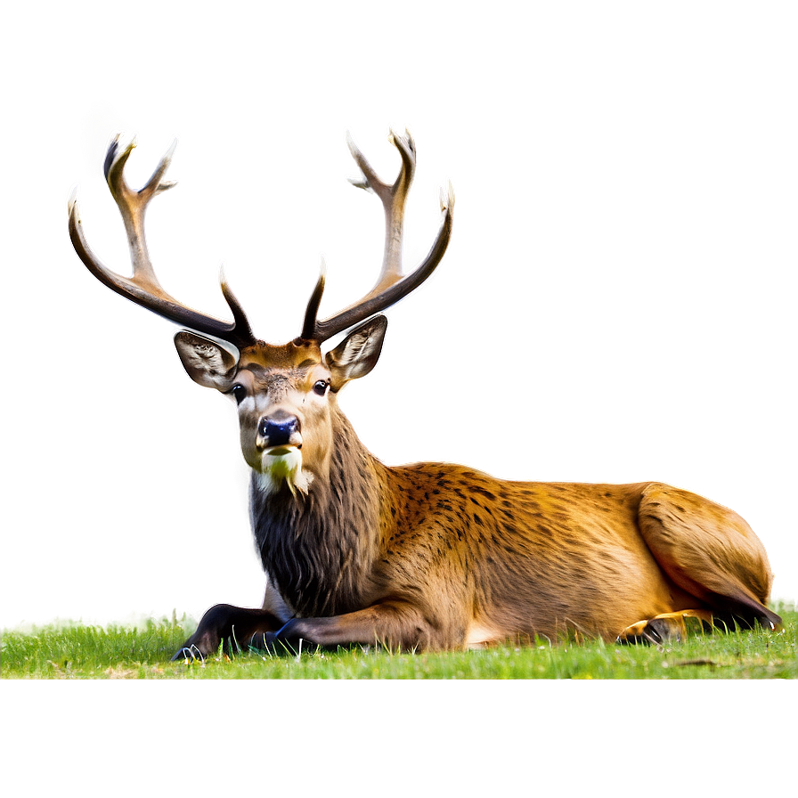 Majestic Stag Roaring Png 06292024 PNG Image