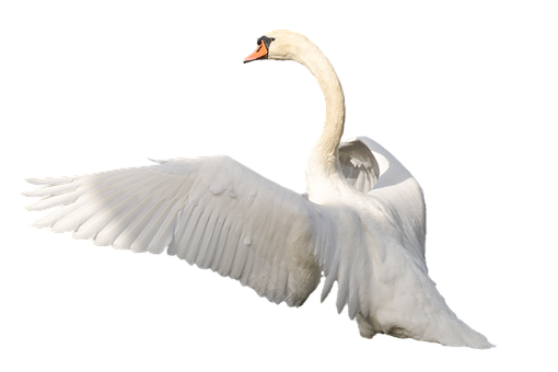 Majestic Swan In Flight.png PNG Image