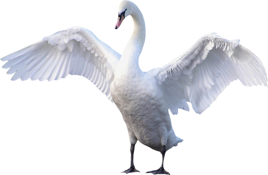 Majestic Swan Spreading Wings PNG Image