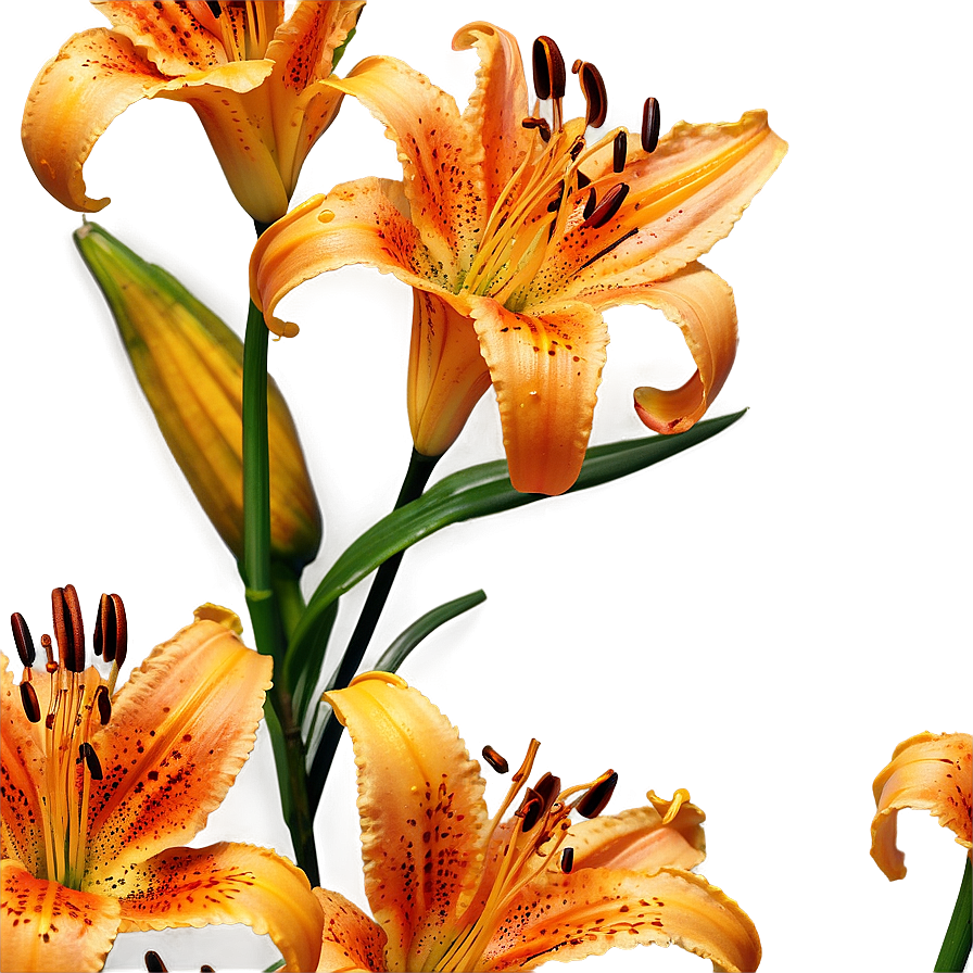 Majestic Tiger Lilies Png 2 PNG Image