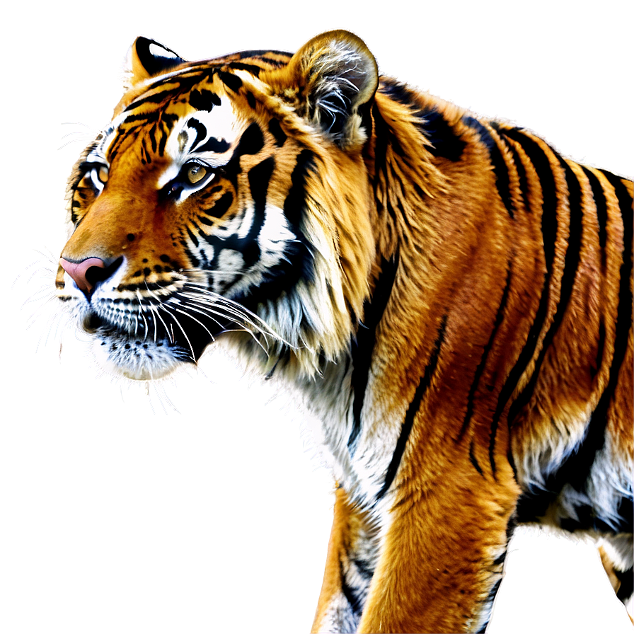 Majestic Tiger Png 24 PNG Image