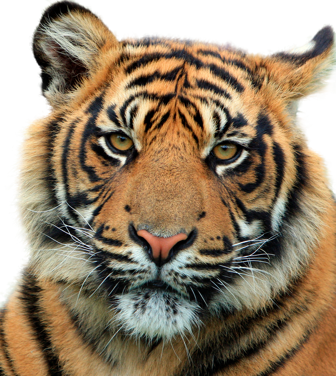 Majestic Tiger Portrait PNG Image