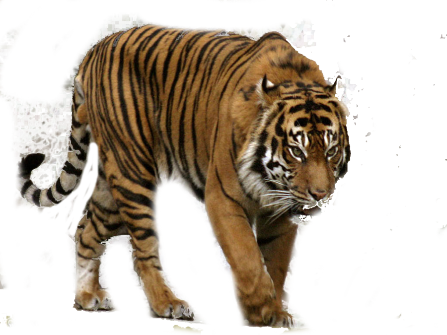 Majestic Tiger Walking PNG Image