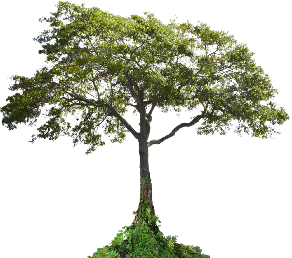 Majestic_ Tropical_ Tree_ Isolated.png PNG Image