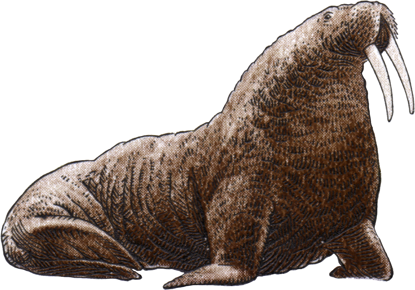 Majestic Walrus Illustration.png PNG Image