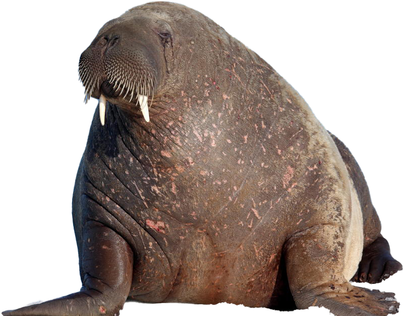 Majestic Walrus Portrait.png PNG Image