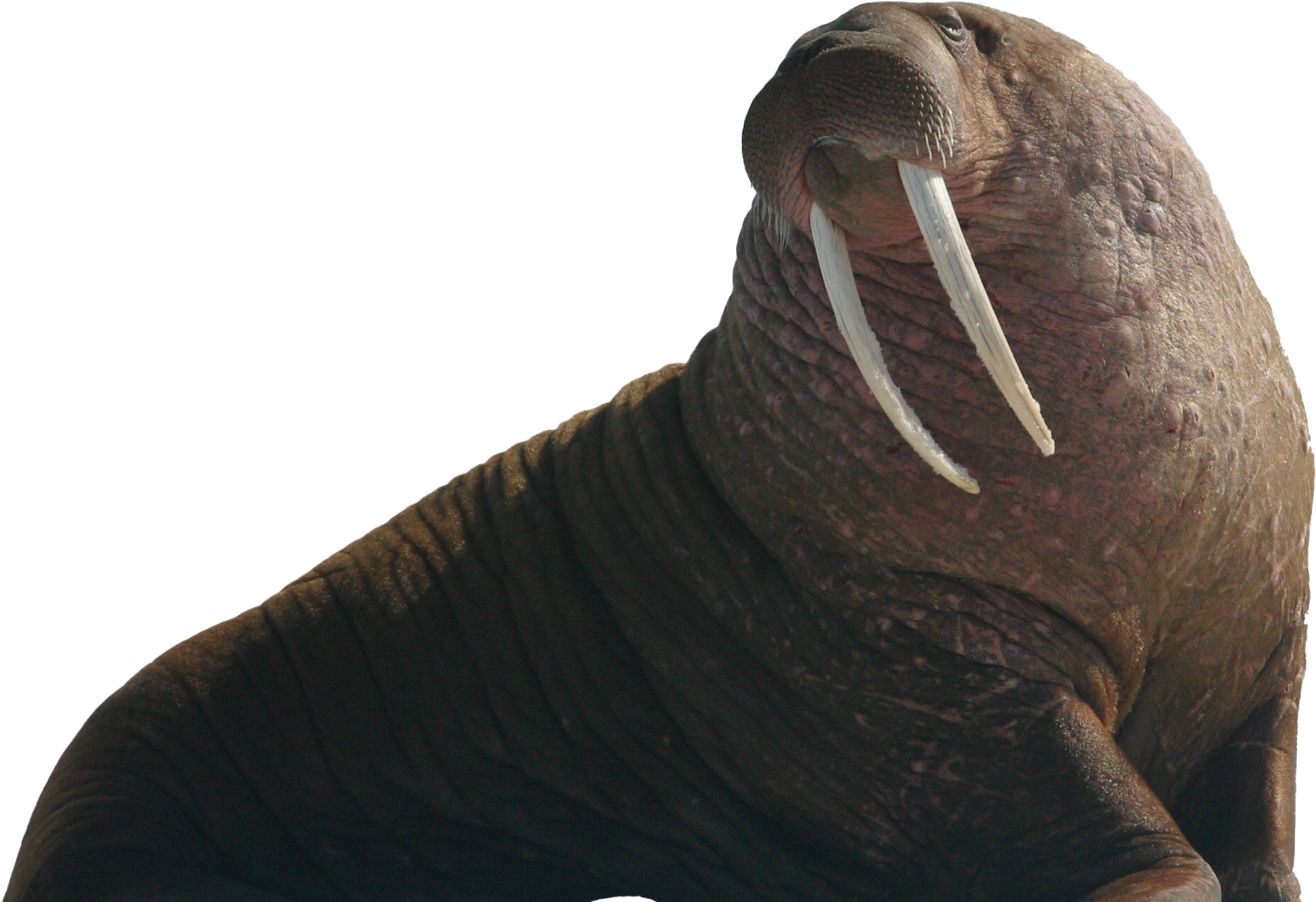 Majestic Walrus Profile PNG Image