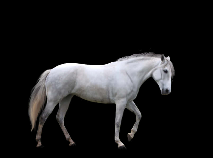 Majestic White Horse Black Background PNG Image