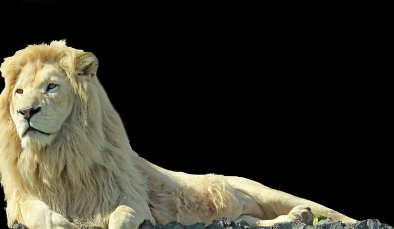 Majestic White Lion Resting PNG Image