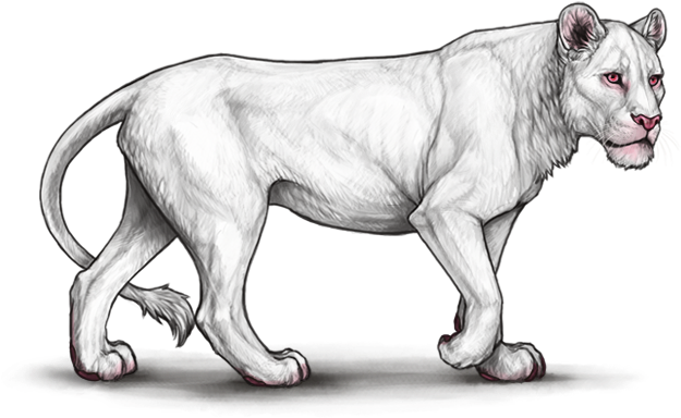 Majestic White Lioness Walking PNG Image