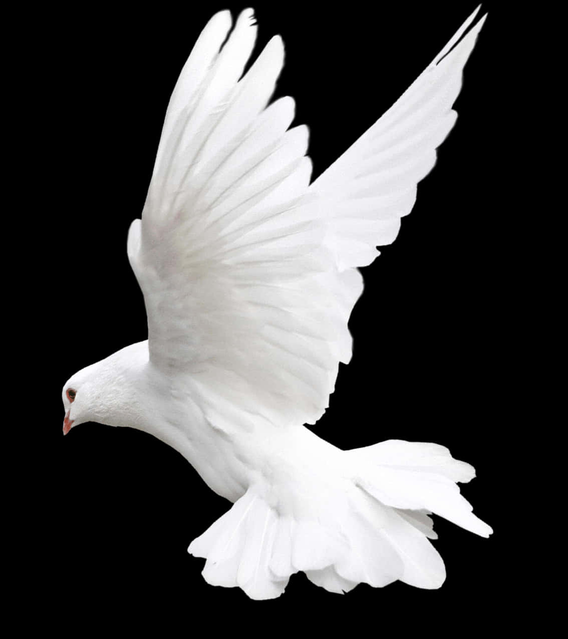 Majestic White Pigeon In Flight PNG Image