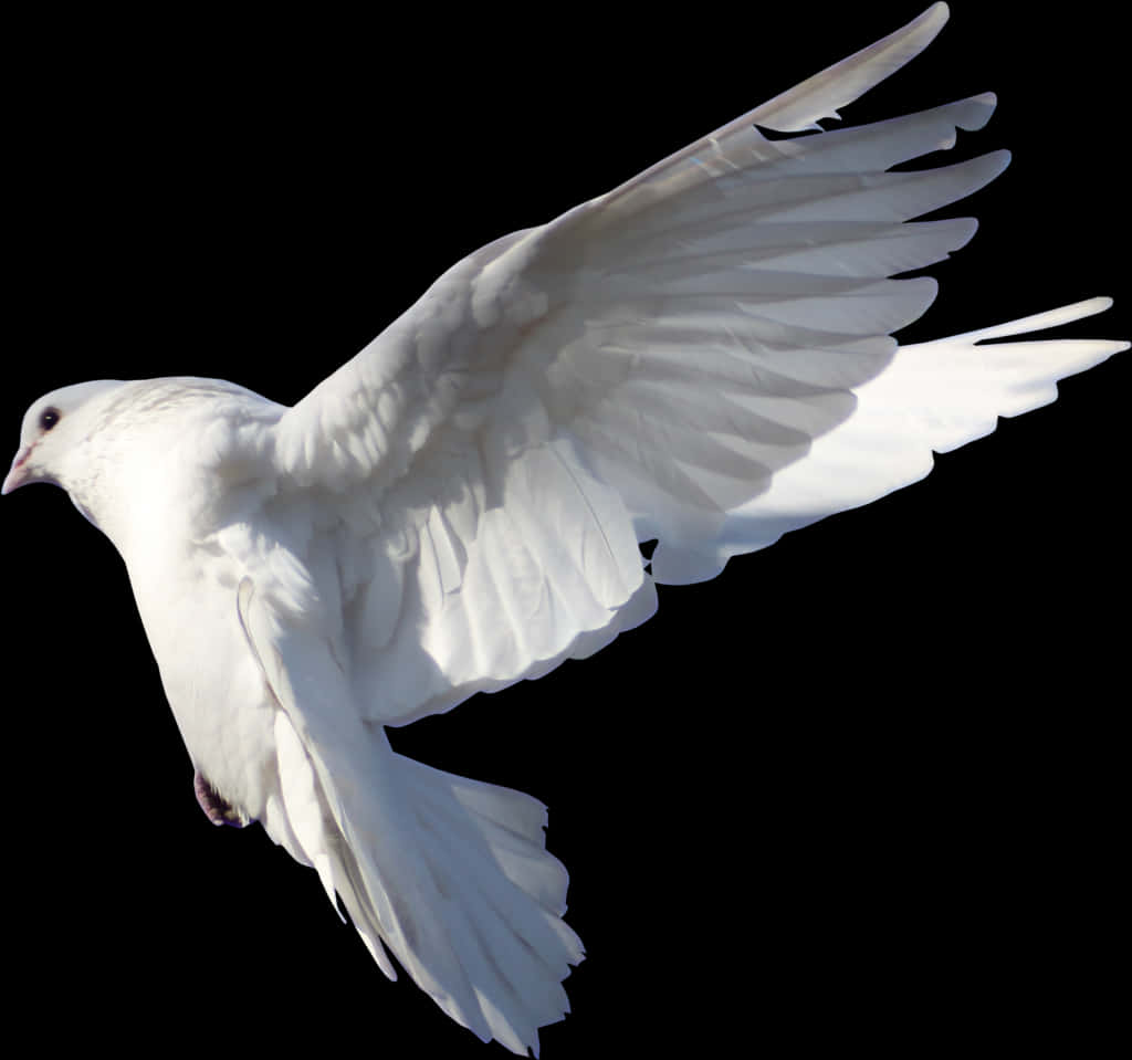 Majestic White Pigeon In Flight PNG Image