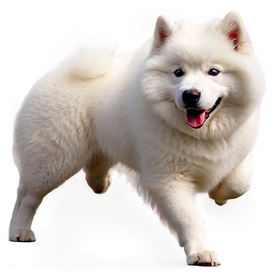 Majestic White Samoyed Png 06242024 PNG Image