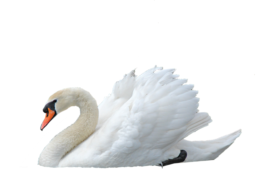 Majestic White Swan Profile PNG Image